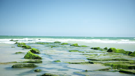 waves crash over green mossy stones on beach with small birds