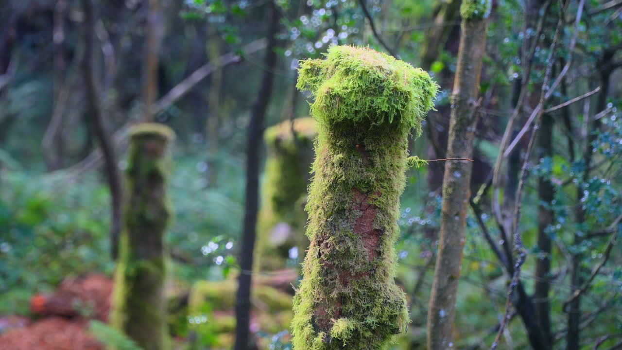 el tronco de musgo está siendo iluminado lentamente por el sol en el viejo bosque inglés