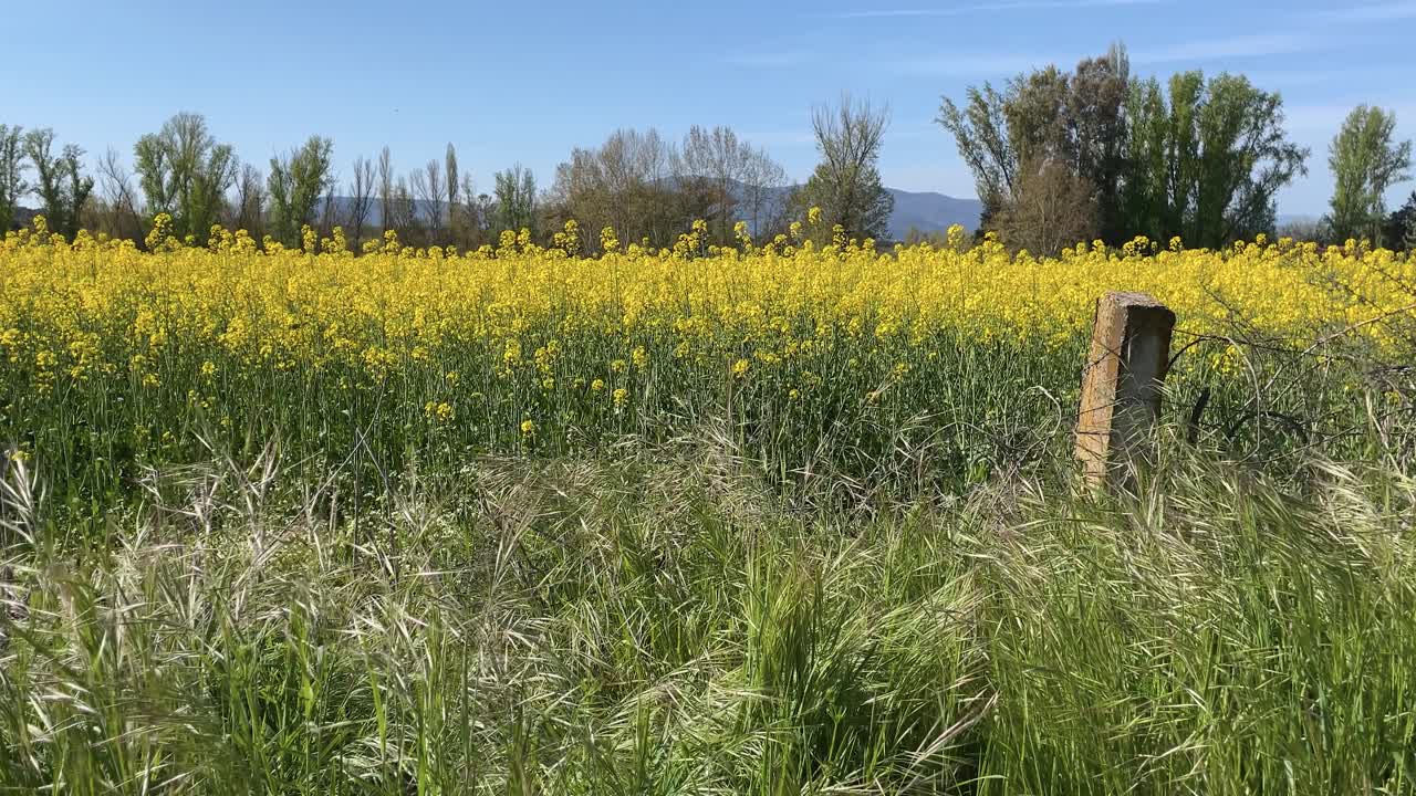 Stunning images rising above a meadow of tall wild oats, revealing a vibrant field of flowering rapeseed with its striking yellow color, riparian trees, distant mountains, and a deep blue sky