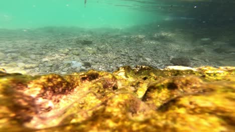 imágenes submarinas con lecho rocoso y algunos peces pequeños