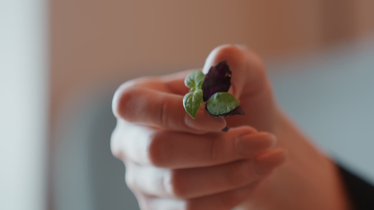 Macro shot hand offering mint sprig, close attention and gentle grip, soft interior light, mindful ritual of garnish presentation, calm cozy mood with tactile detail and slow movement