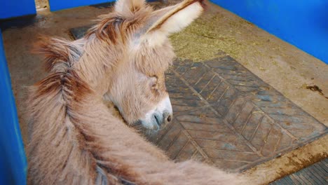 a baby donkey alone in a stall in kralendijk, bonaire - close up