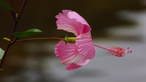 Nahaufnahme-Einer-Statischen-Aufnahme-Einer-Rosafarbenen-Hibiskusblüte,-Die-Sich-Im-Wind-Wiegt,-Flusshintergrund