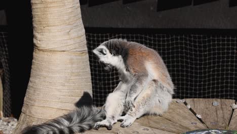 lemur sitting and moving slightly on a platform