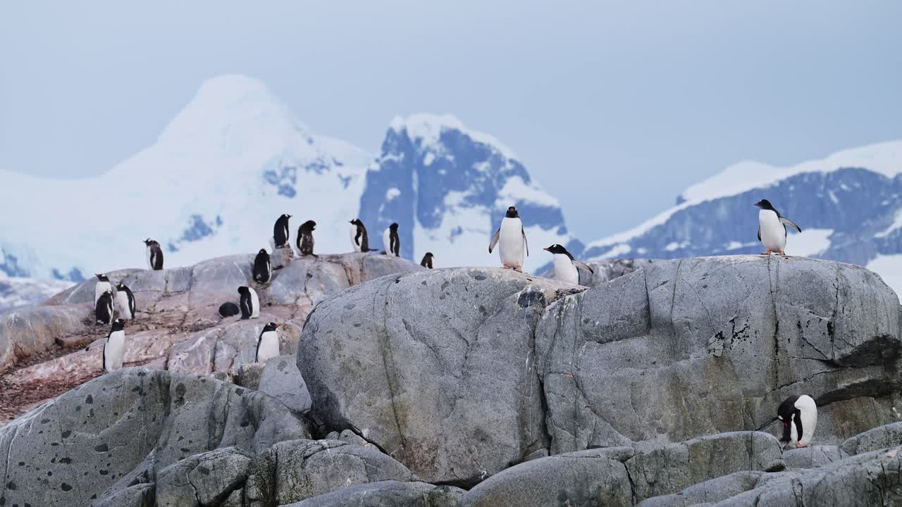 Penguins on rocky terrain with snowy mountains in Antarctica