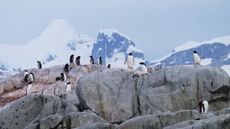 penguins on rocky terrain with snowy mountains in antarctica