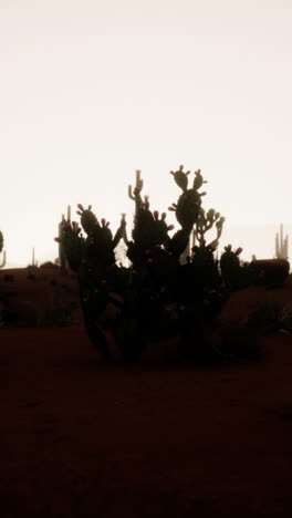 a large cactus plant in the desert