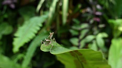 mantis de flores enjoyadas mirando hacia otro lado de la lente tambaleándose al final de una gran hoja verde