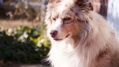 Brown-and-white-Australian-Shepherd-puppy-dog-sitting-on-front-porch-of-red-brick-house,-starring-off-into-the-distance-and-turning-head-and-smiling