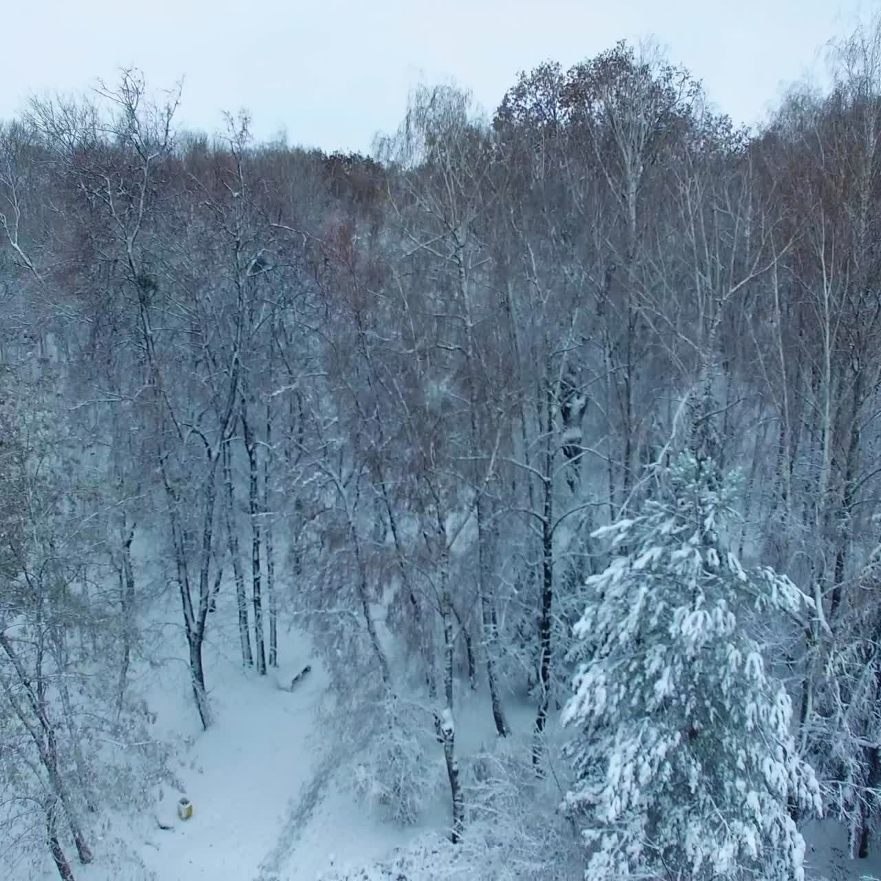 White snow covering the ground and trees in the city park. Drone rising over the beautiful panorama in winter season
