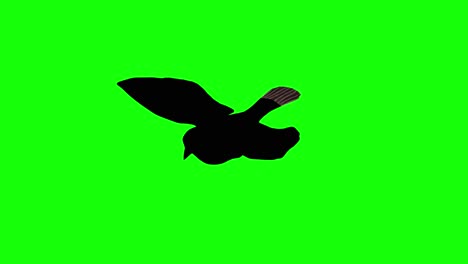 silhouette of a sparrow flying on green screen, perspective view