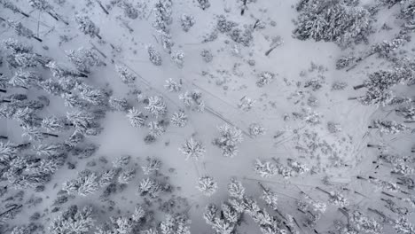 Antena-De-Un-Denso-Bosque-Cubierto-De-Nieve-Y-Hielo