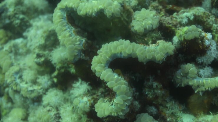 Plerogyra Sinuosa Coral ,is a jelly-like species of the phylum Cnidaria