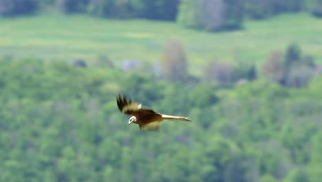 tracking shot of majestic red kite eagle glides through the air in slow-motion in front of green forest