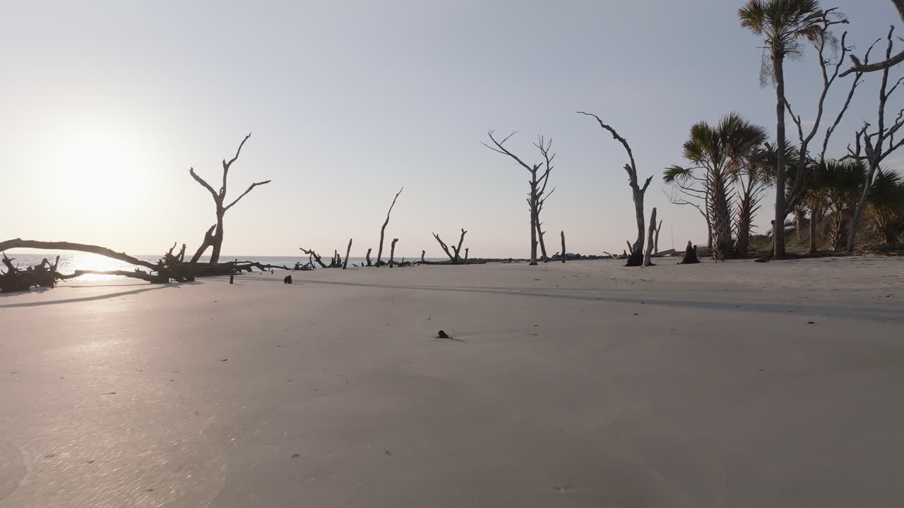 Beach with Dead Trees and Palm Trees