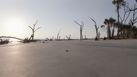 beach with dead trees and palm trees