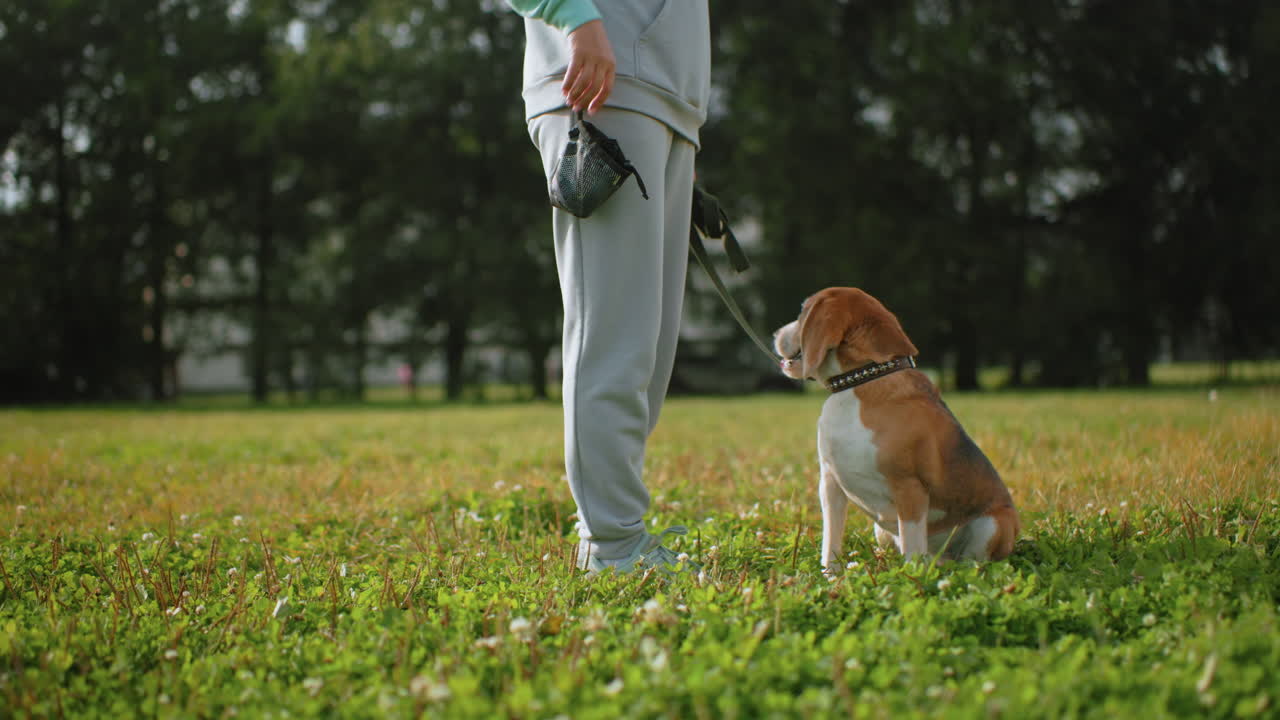 Agility instructor standing on football field while bulldog sits attentively in front, eyes fixed on instructor reaching into pocket, sunny day, strong bond and focus during outdoor training session