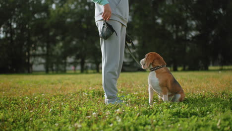 agility instructor standing on football field while bulldog sits attentively in front, eyes fixed on instructor reaching into pocket, sunny day, strong bond and focus during outdoor training session