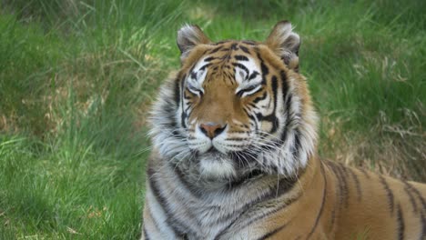 majestic grim-eyed bengal tiger proudly resting on grassy meadow