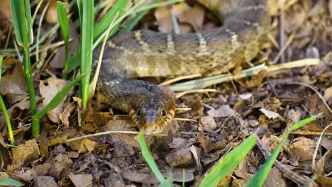 Video-Estático-De-Primer-Plano-De-Una-Serpiente-De-Agua-Adulta-De-Vientre-Plano