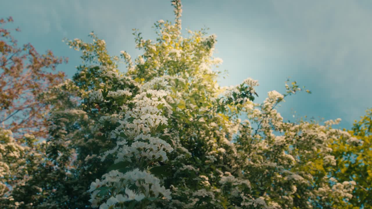Flowering tree branches covered in small white blossoms sway in the wind under a clear blue sky. Slow motion tracking movement