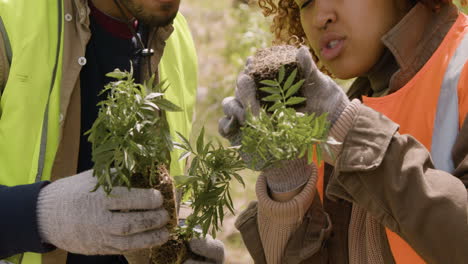 close-up view of caucasian man and african american woman activists holding small trees and observing them to plant in the forest