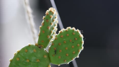macro toma de hoja de cactus. concepto de botánica verde de la naturaleza. hoja detallada.