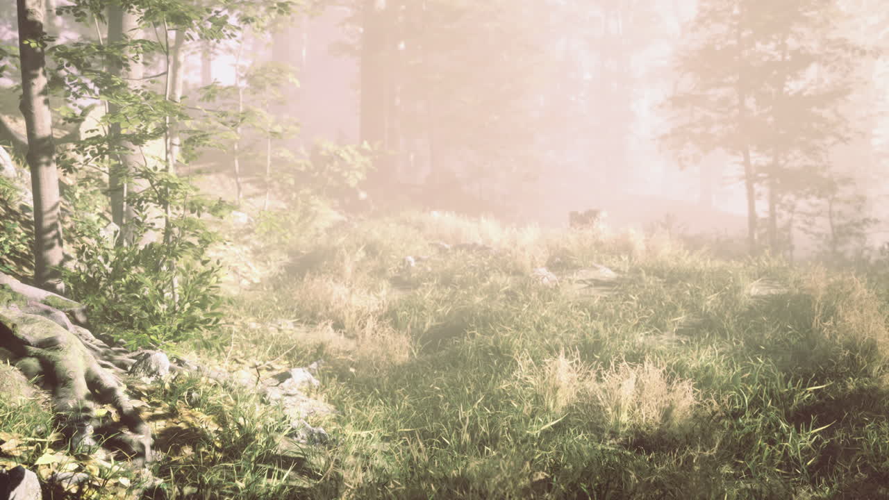 Misty morning in a serene forest with lush grass and gentle light