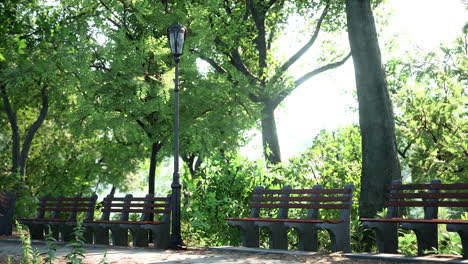 Grüne-Allee-Mit-Bäumen-Im-Park