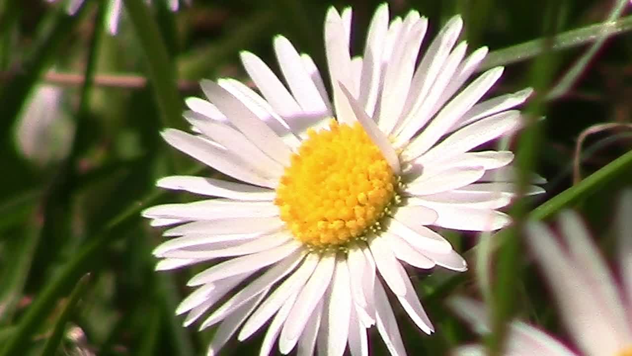 Closeup of a common daisy growing in a lawn in England