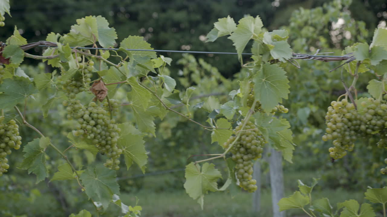 소니 a7iii 미러리스 카메라의 슬로우 모션으로 녹색 포도원에 있는 포도 송이의 아름다운 영상