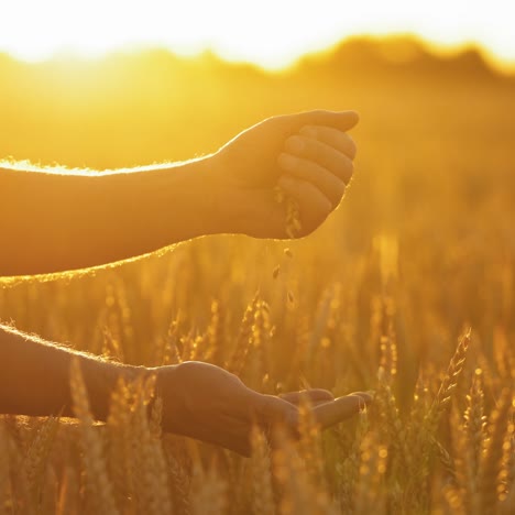 ripe grains in man's hands against setting sun. bright orange sunlight shining on farmer's hands with wheat seeds on a field.
