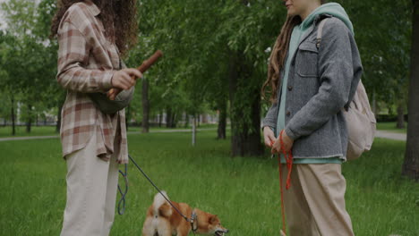 friends walking dogs in the park