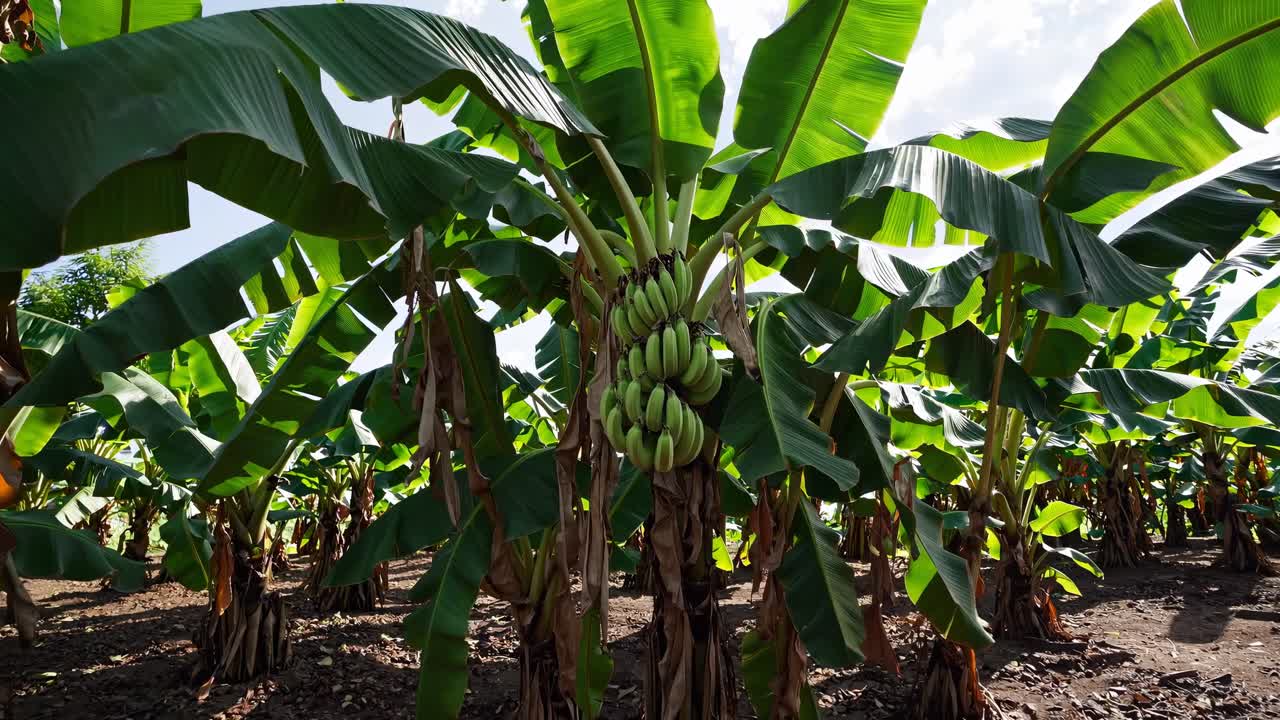 Wide-angle shot of a lush banana plantation, showcasing vibrant green leaves and ripe bananas