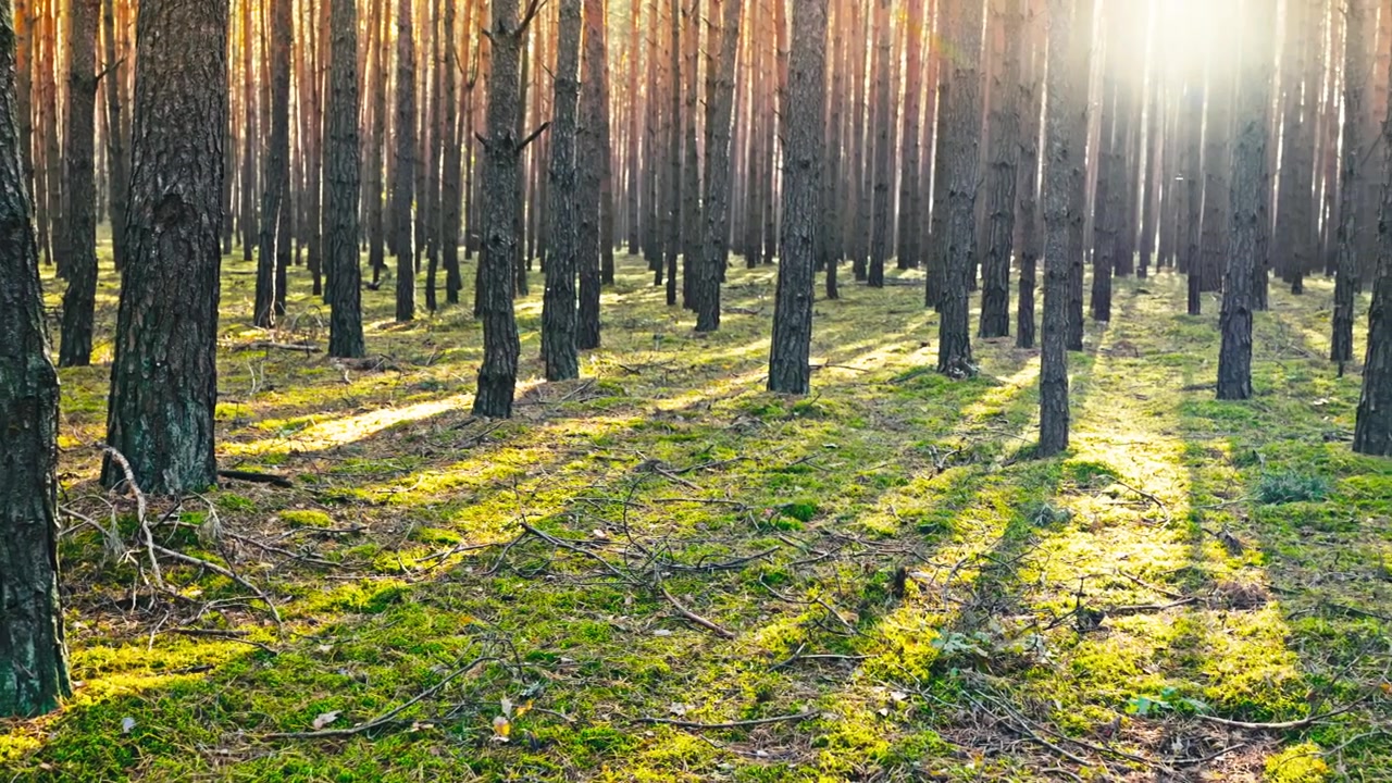 Pineta filmata in una mattina di sole di ottobre in Polonia.