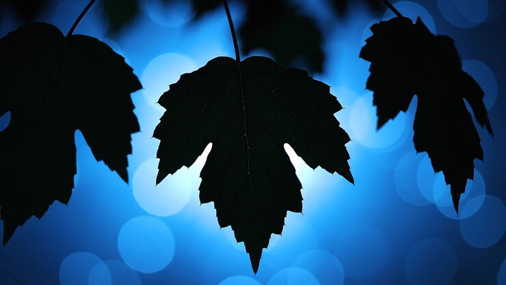 Silhouetted Maple Leaves Against a Blue Bokeh Night Background