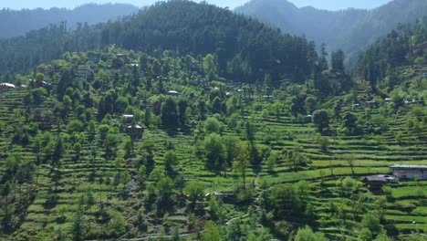 aerial view short of jibhi himachal pradesh in india. houses and trees in the mountainous area. faguli festival is one of the biggest festival in jibhi. the traditional houses here have stone roofs.
