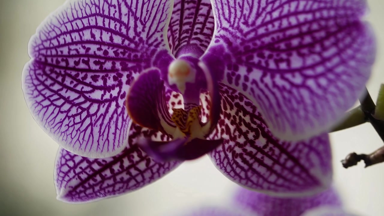 Primo piano di un vibrante fiore di orchidea Phalaenopsis viola