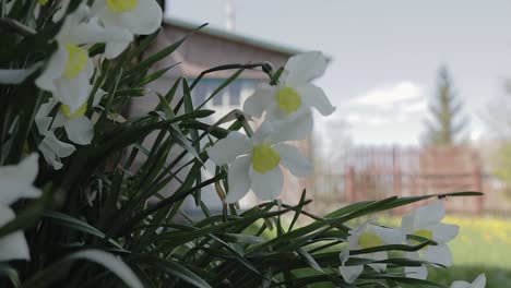 Narcisos-En-El-Macizo-De-Flores-A-La-Sombra-Del-Edificio