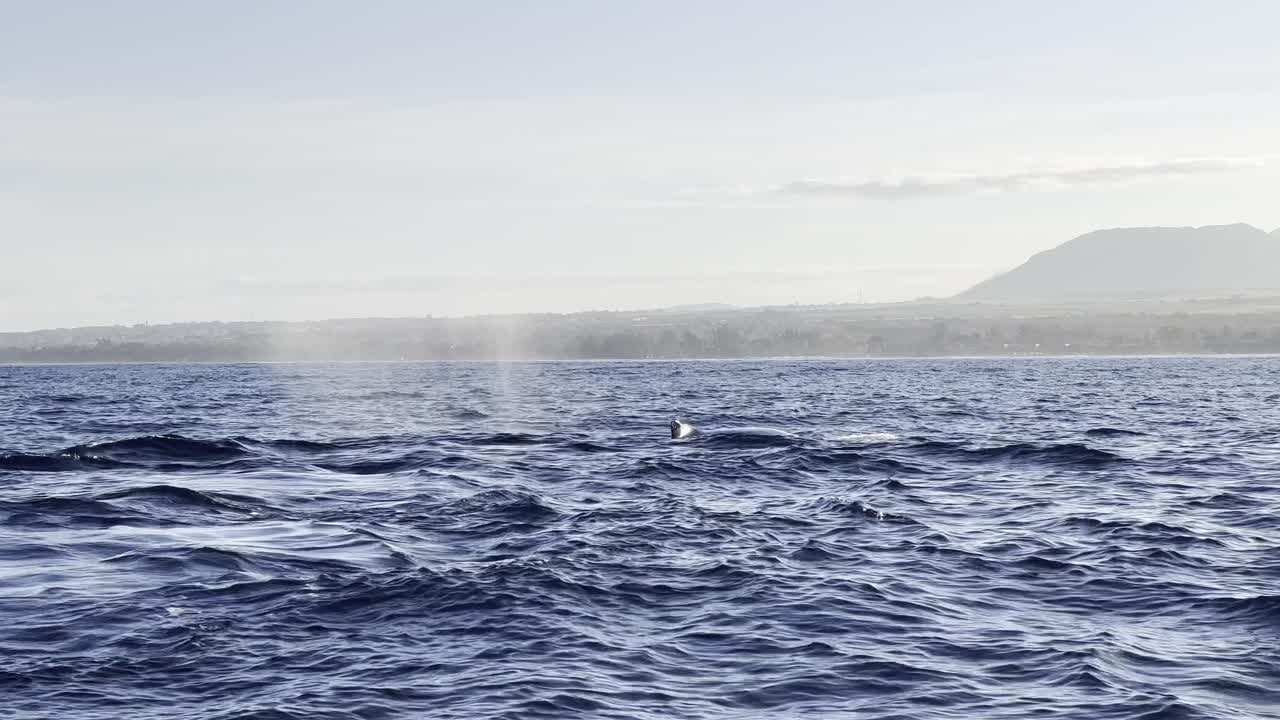 A humpback whale graciously breaks the water to breathe and blow and fakes a deep dive