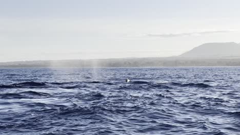 a humpback whale graciously breaks the water to breathe and blow and fakes a deep dive