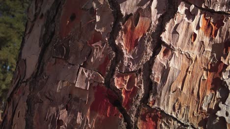 closeup of tree bark with orange, red, and tan splotches, detail wraparound