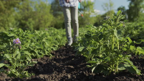 farmer sprays potatoes with chemicals