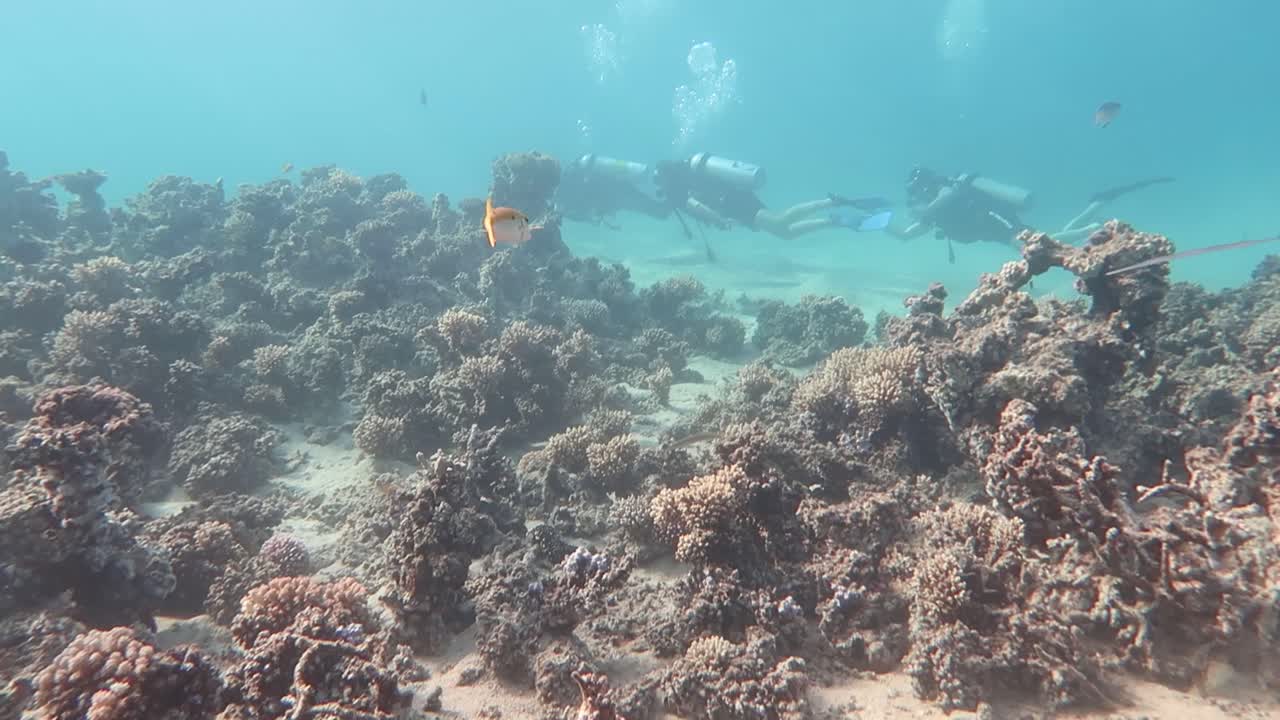 los buzos se deslizan a través de las vibrantes aguas de la bahía de makadi, egipto, rodeados de arrecifes de coral en el mar rojo, un sereno viaje submarino que muestra la belleza de la exploración marina.