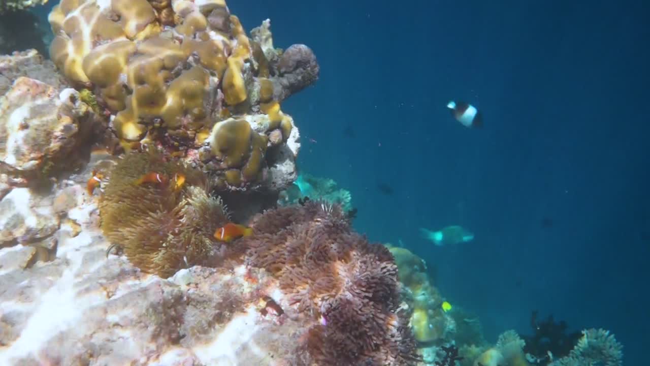 arrecife con una variedad de corales duros y blandos y peces tropicales. maldivas océano índico.