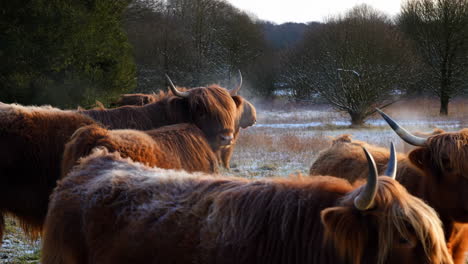 el ganado de las tierras altas en un paisaje de invierno