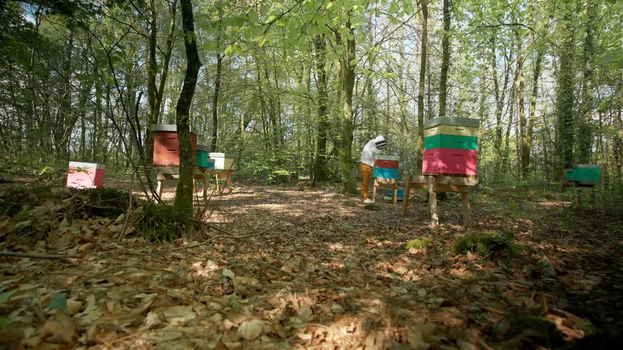 Několik natřených dřevěných úlů umístěných mezi stromy na slunné lesní mýtině se včelařem kontrolujícím v dálce včelstvo. Široký záběr
