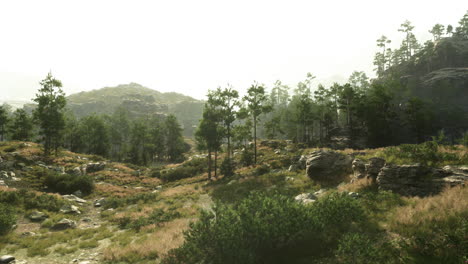 paisaje sereno de bosque de montaña