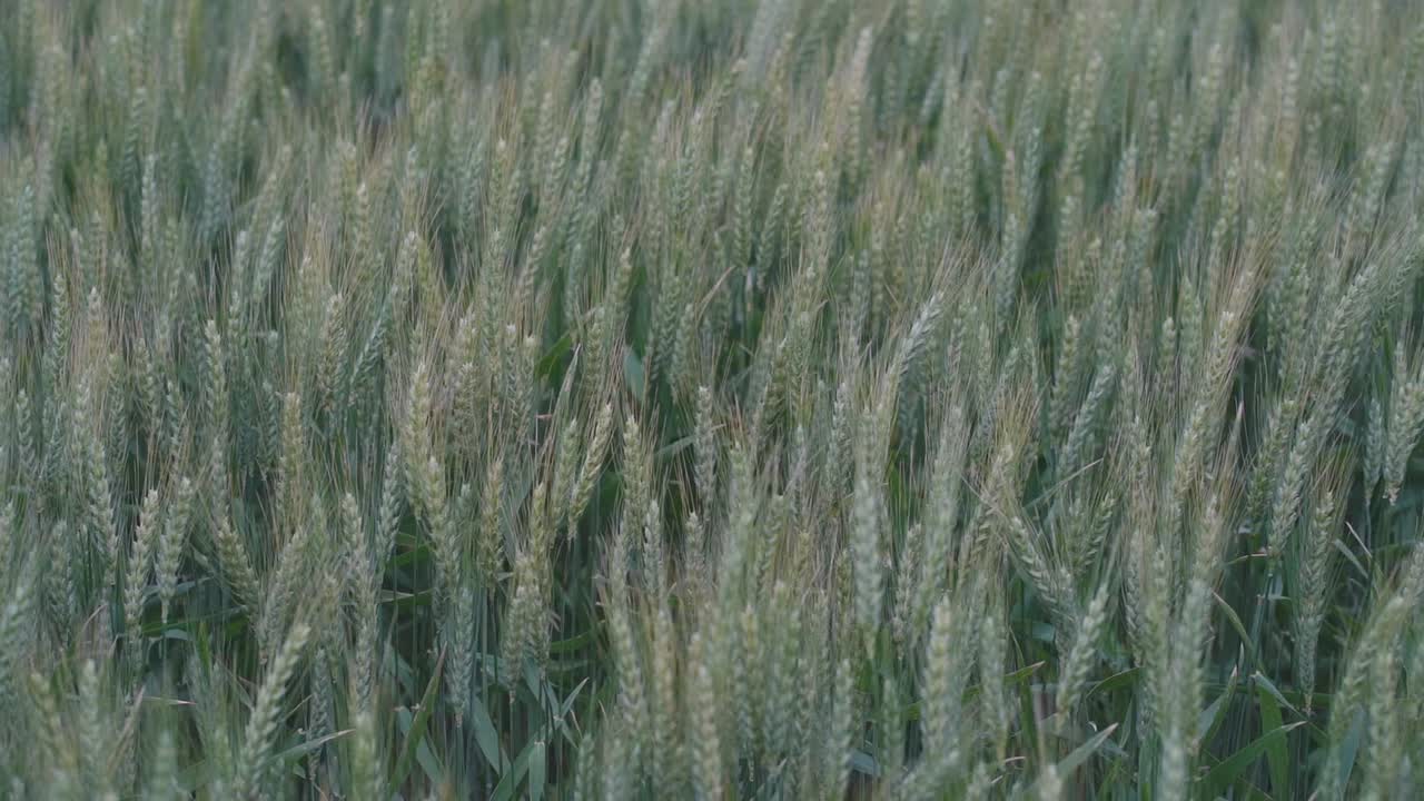 Slow-motion, tight view of wheat spikes gently moved by the breeze