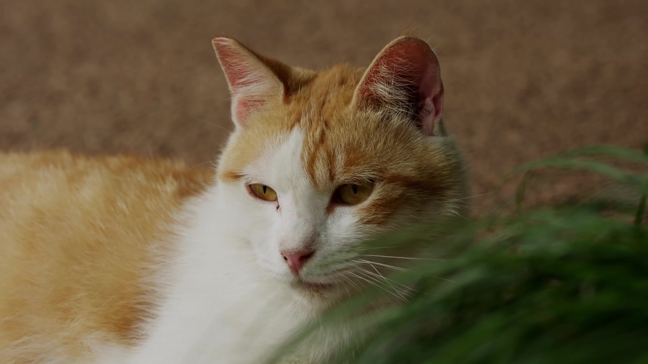 Gatto zenzero e bianco rilassato che si adagia su un vialetto al Parco di Piazza Yanzhong a Shanghai (4K25p).